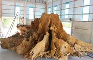 2014年，男子用1万块钱购买树根制作根雕艺术品，一年后有人出价千万都不愿出售