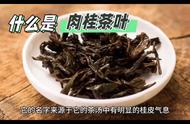 探索武夷岩茶的香气之源——肉桂品种