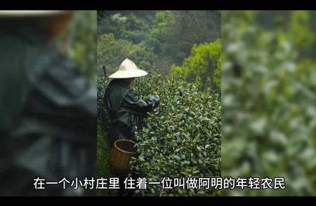 龙井茶：品味千年的茶文化