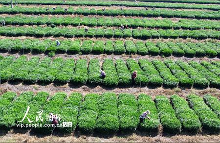 江苏连云港采摘秋茶，这里的茶叶为何独具魅力？