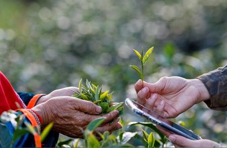 全国茶叶排名揭晓：四大产茶地茶韵飘香，你的家乡上榜了吗？