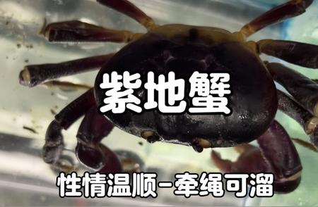 观赏蟹的饲养秘籍：如何让你的蟹儿畅游水族世界