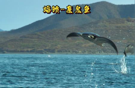 会飞的魔鬼鱼：海洋生物的神秘行为揭秘