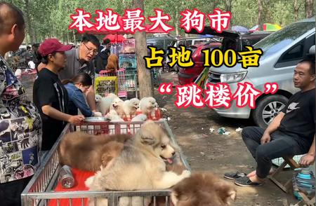 探访北方最大狗市：百亩规模，名犬齐聚，跳楼价等你来！