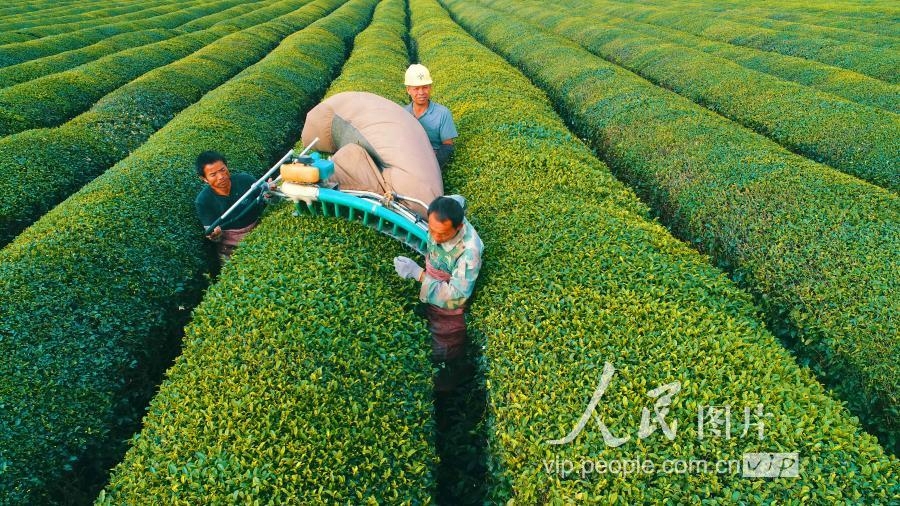 江西泰和：冬茶采摘忙