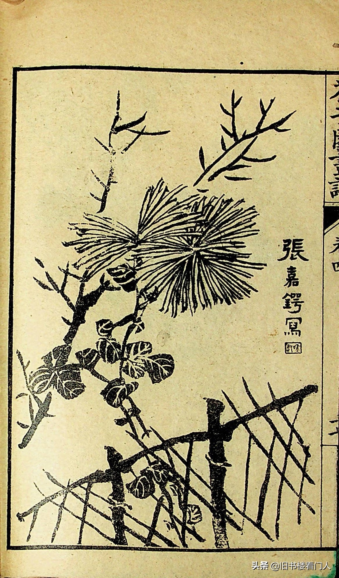 艺术类学画必修之书－《芥子园画谱·菊谱》