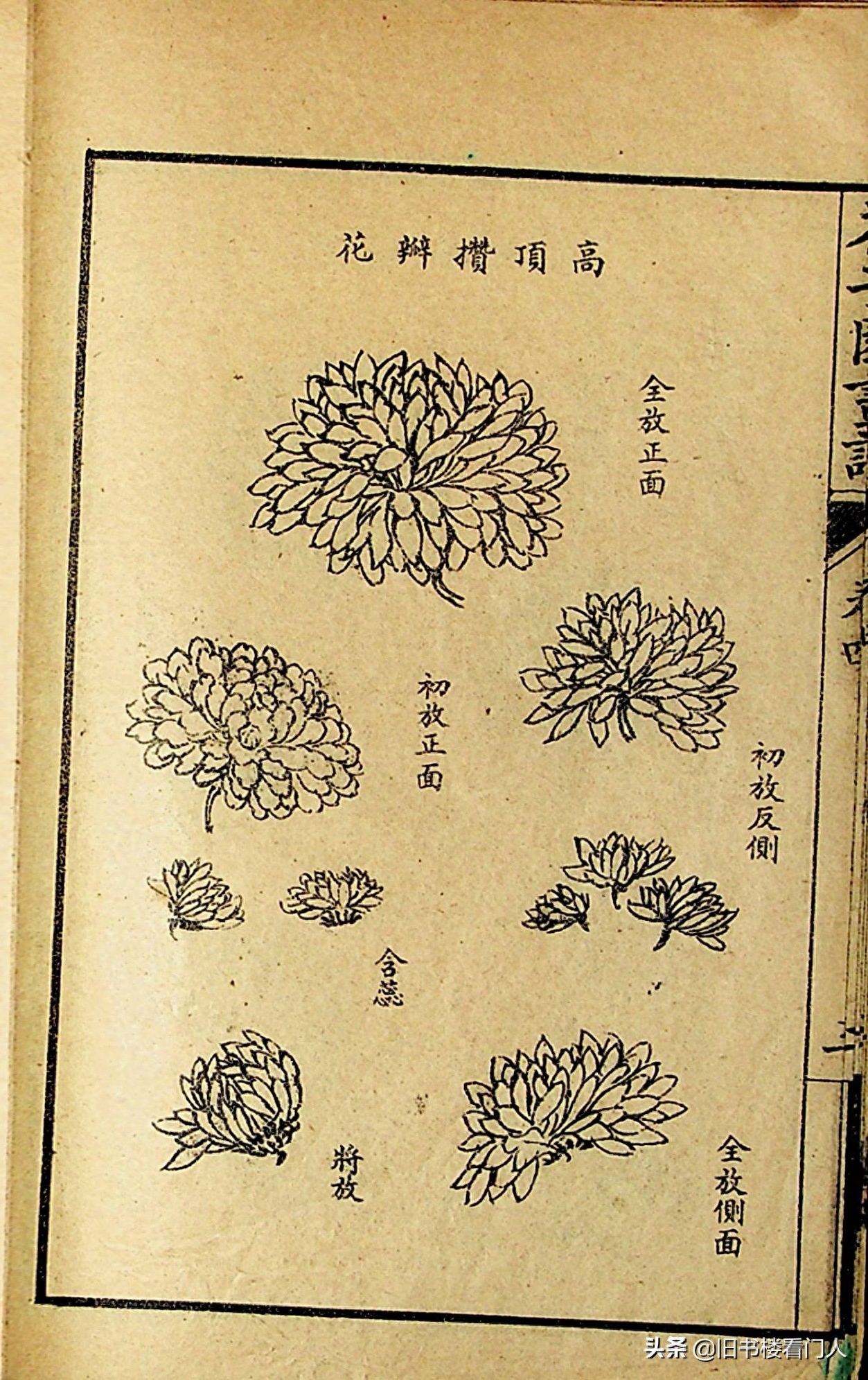 艺术类学画必修之书－《芥子园画谱·菊谱》